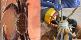 Estudo da UFC identifica substâncias tóxicas de plásticos em caranguejos do Ceará
