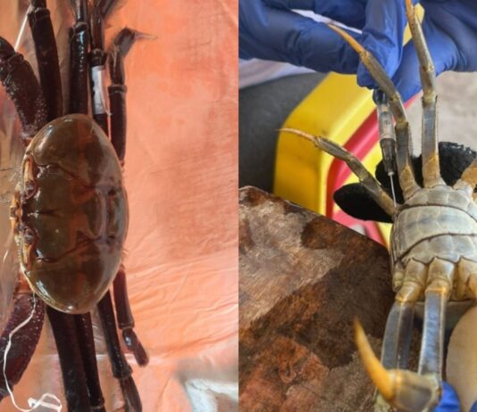 Estudo da UFC identifica substâncias tóxicas de plásticos em caranguejos do Ceará